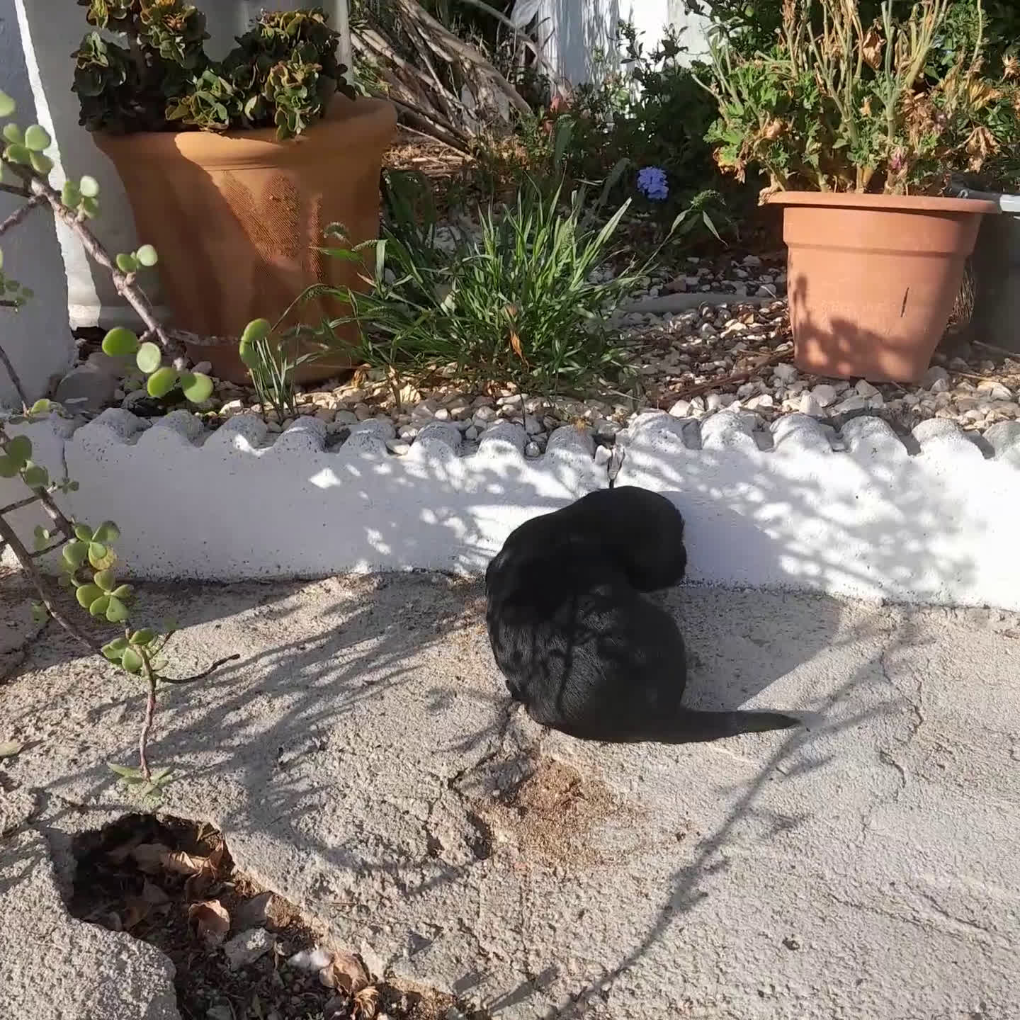 Labrador Retriever perros en venta: LABRADOR - Video 1