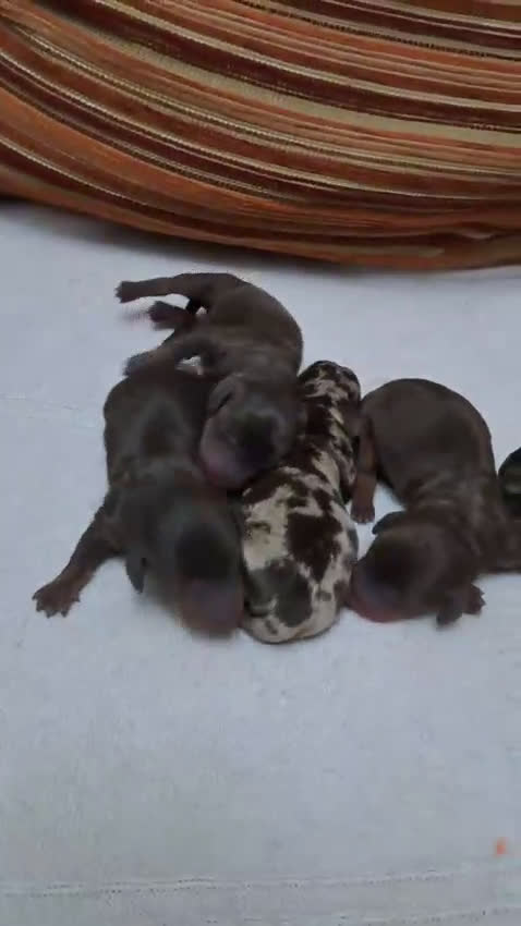 Teckel perros en venta: Teckel Kannitchen  - Video 2