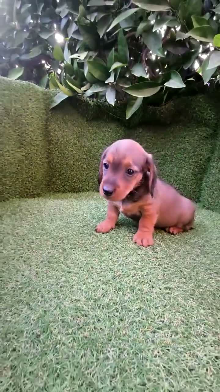 Teckel Miniatura perros en venta: teckel miniatura  - Video 5