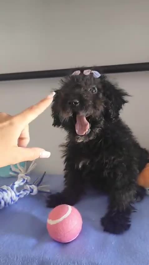 Perro de Agua Español perros en venta: Perro de agua  - Video 3