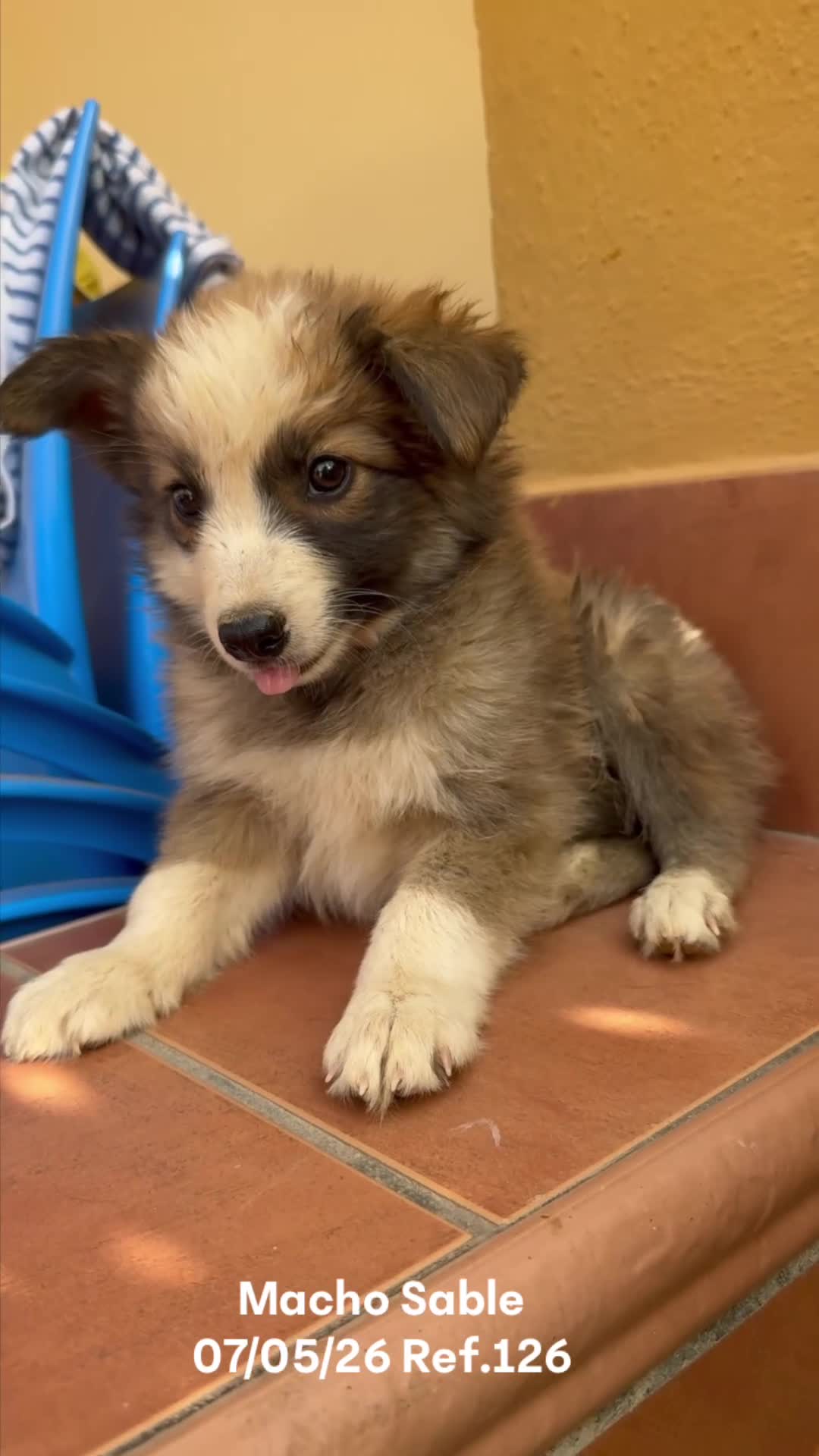 Border Collie perros en venta: Border Collie De Villa Biznaga - Video 2