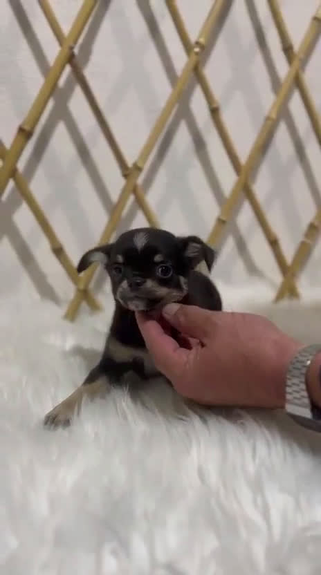 Chihuahua perros en venta: CHIHUAHUA MINI TOY CABEZA DE MANZANA - Video 1