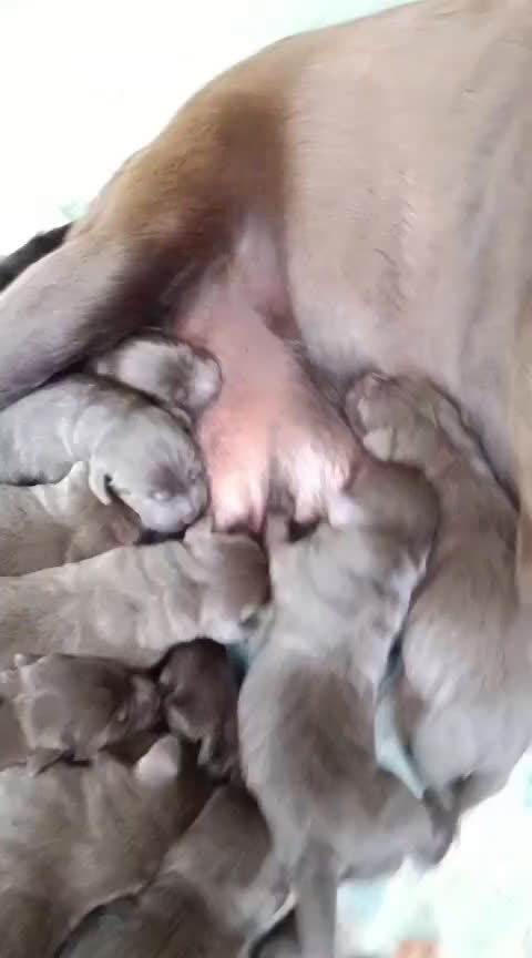Labrador Retriever perros en venta: Labrador chocolate  - Video 1