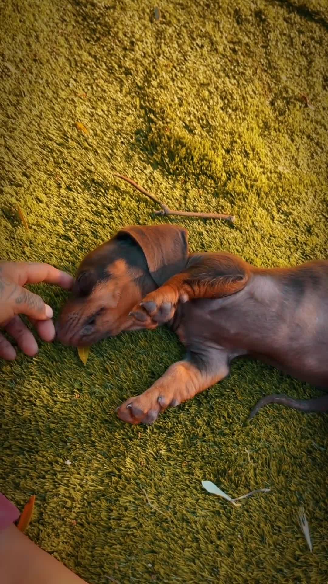 Teckel perros en venta: Baby Teckel en Tarragona  - Video 1