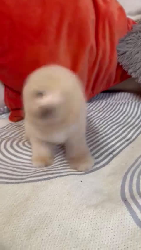 Caniche Toy perros en venta: Caniche toys  - Video 2
