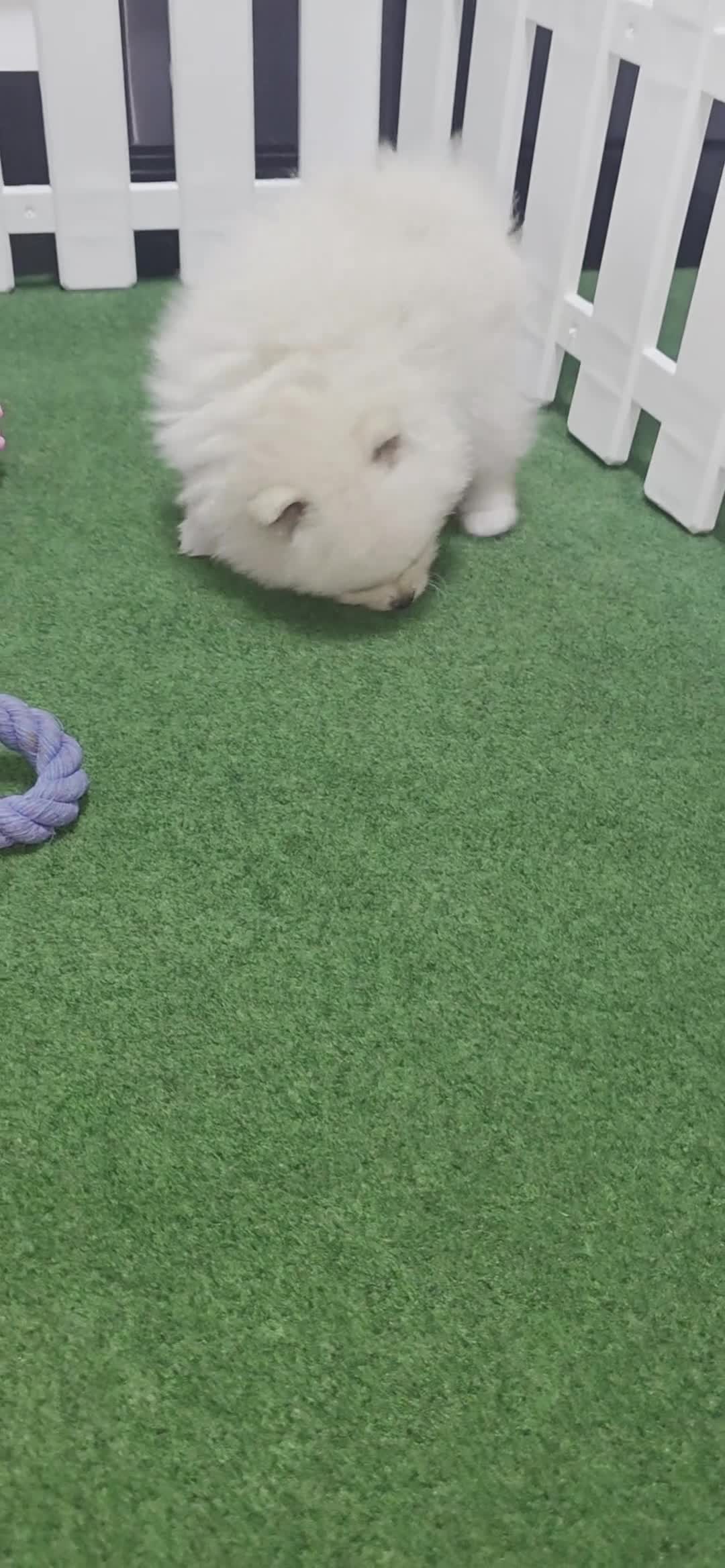 Pomerania perros en venta: Lulus pomerania  - Video 2