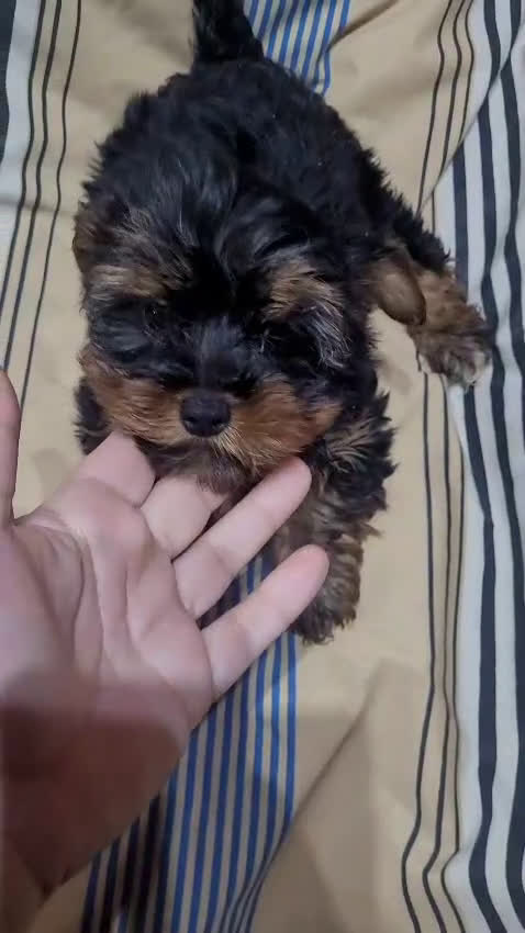 Yorkshire Terrier perros en venta: Machito de Yorkshire terrier - Video 1