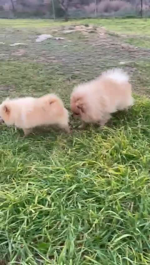 Pomerania perros en venta: Pomerania  - Video 1