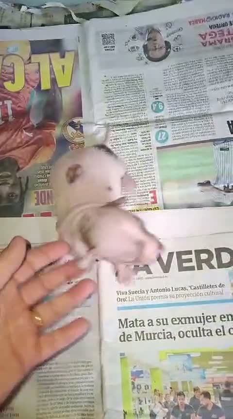 Raza Mixta perros en venta: Alucinantes american hairles terrier. - Video 1