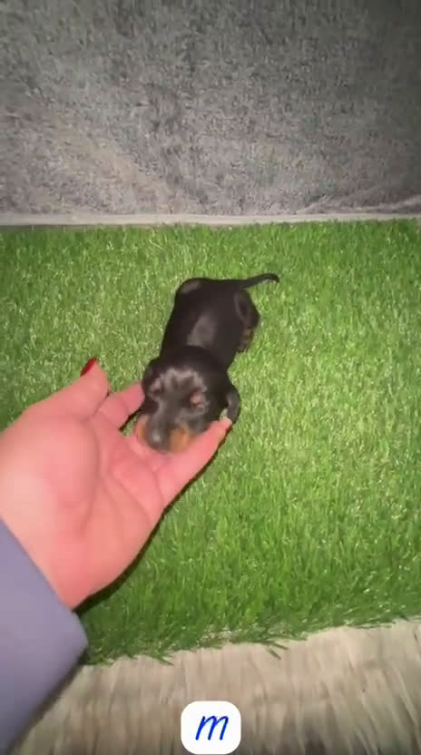 Teckel Miniatura perros en venta: TECKEL KANINCHEN NEGRO FUEGO - Video 1
