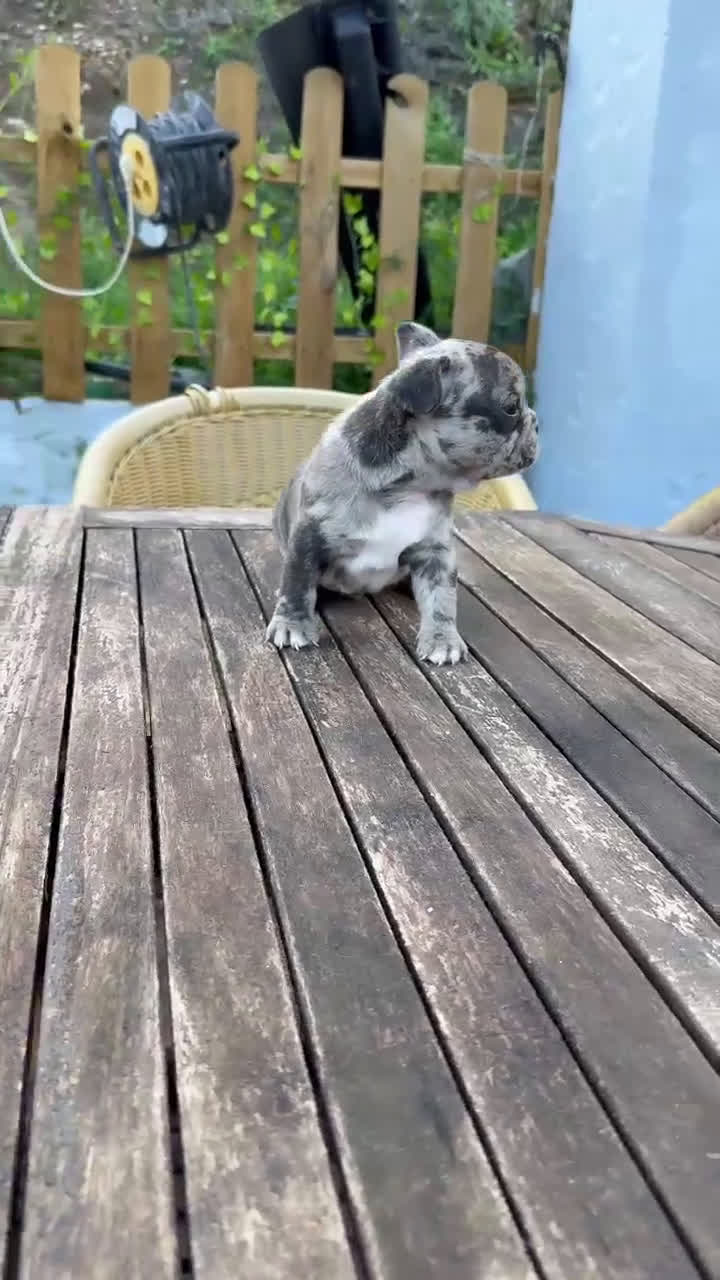 Bulldog Francés perros en venta: Bulldog francés macho Merle increíble morfologia  - Video 1