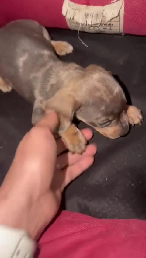 Teckel perros en venta: Teckel Machos y hembras de calidad  - Video 1