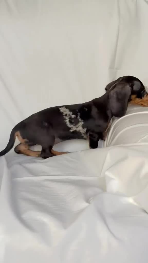 Teckel perros en venta: Camada de Teckel - Video 1