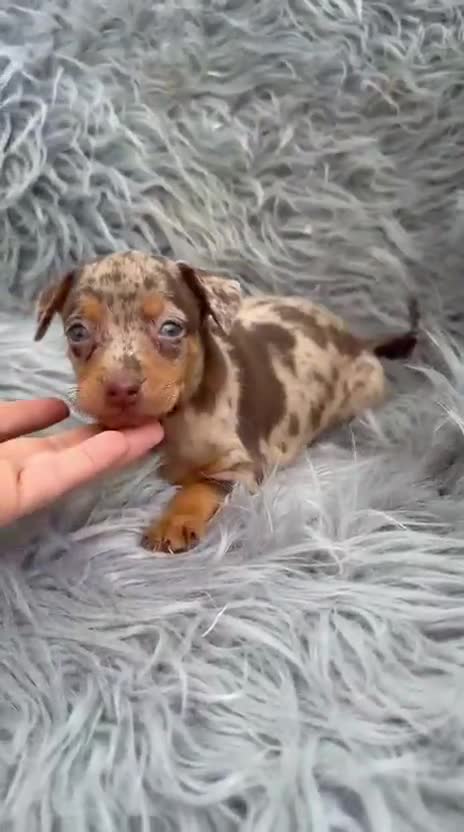 Pinscher Miniatura perros en venta: Minipincher chocolate  - Video 1