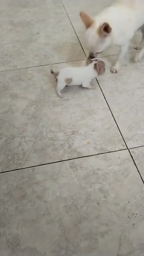 Chihuahua perros en venta: Chihuahua  - Video 1