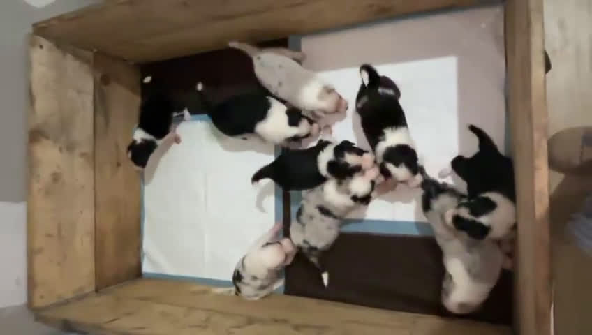 Border Collie perros en venta: Border Collie  - Video 1