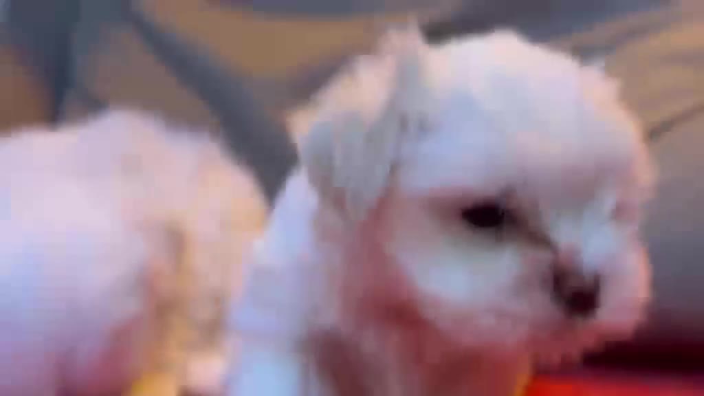Bichón Maltés perros en venta: Bichon maltés machos - Video 1