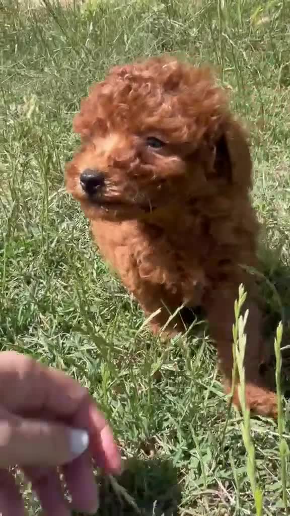 Caniche Toy perros en venta: Machos de caniche toy  - Video 2