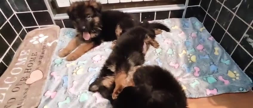 Pastor Alemán perros en venta: Último Pastor Alemán Macho - Video 1