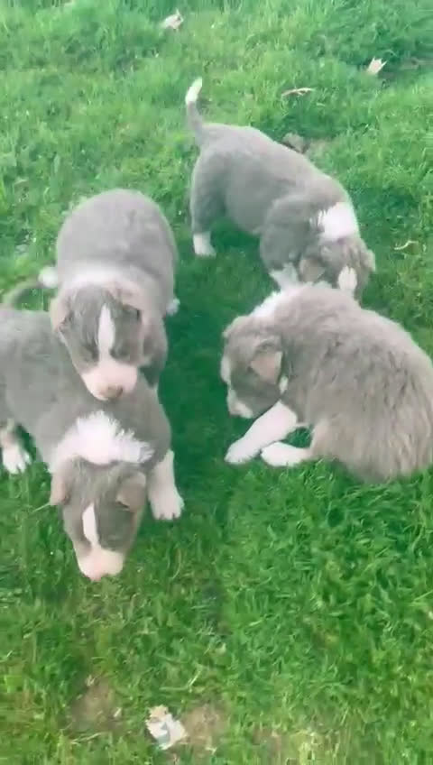 Border Collie perros en venta: Border collie Lilac tricolor  - Video 1