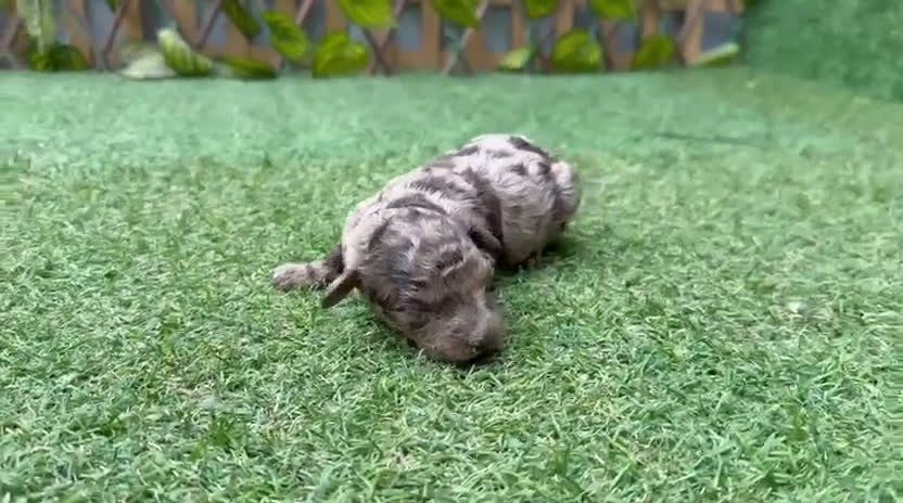 Caniche Toy perros en venta: Caniches toy macho y hembra merle  - Video 1