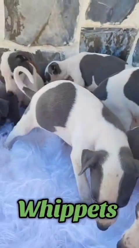 Whippet perros en venta: Whippet (hay video) - Video 1