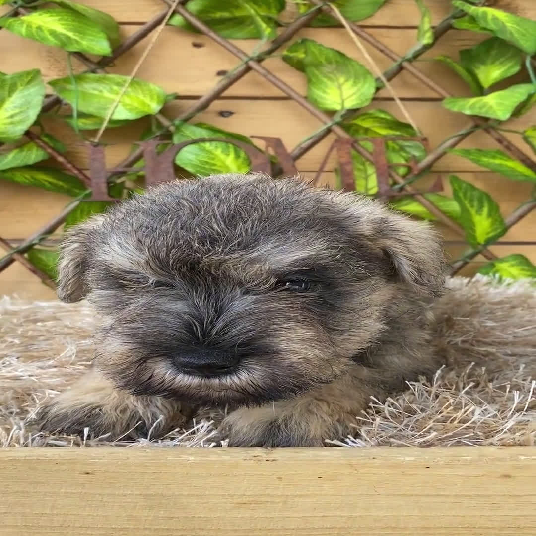 Schnauzer Miniatura perros en venta: Camada de Mila - Video 4