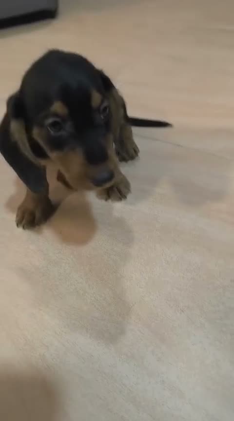 Teckel Miniatura perros en venta: Disponible Teckels miniatura de excelente calidad  - Video 3