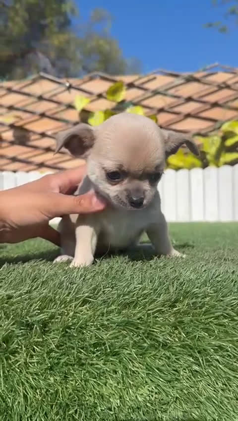 Chihuahua perros en venta: CHIHUAHUA - Video 1