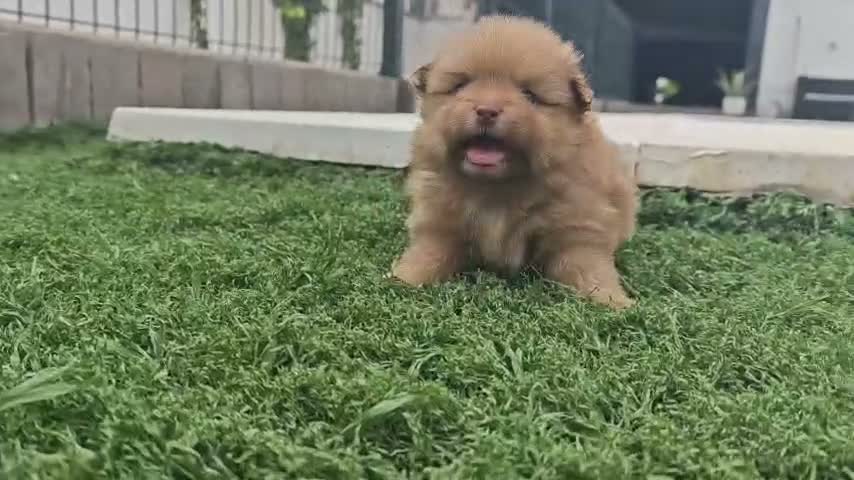 Pomerania perros en venta: Pomerania - Video 1