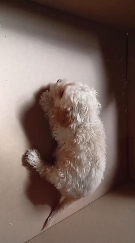 Caniche Toy perros en venta: caniches apricot toy 💛 en Madrid - Video 1