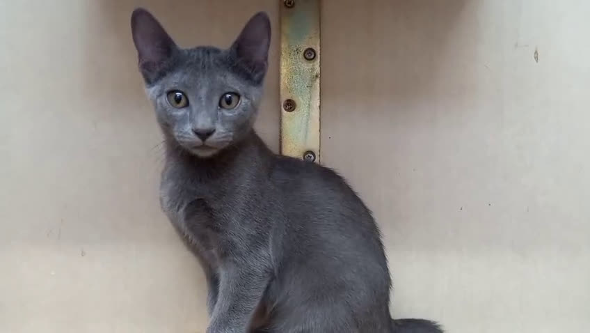 Azul Ruso gatos en venta: Azul ruso disponible   - Video 2