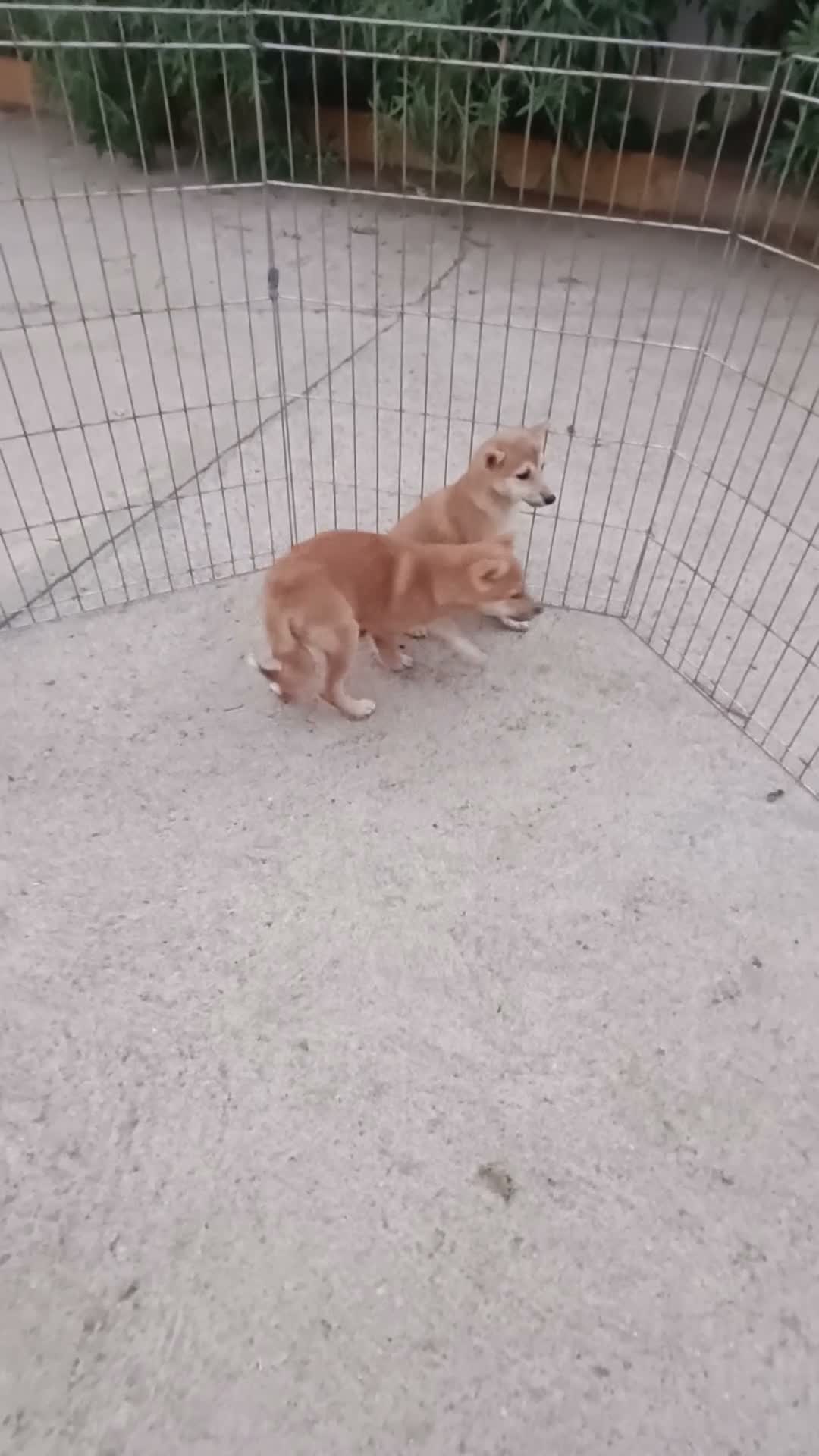 Shiba Inu perros en venta: Cachorros de Shiba Inu  - Video 1