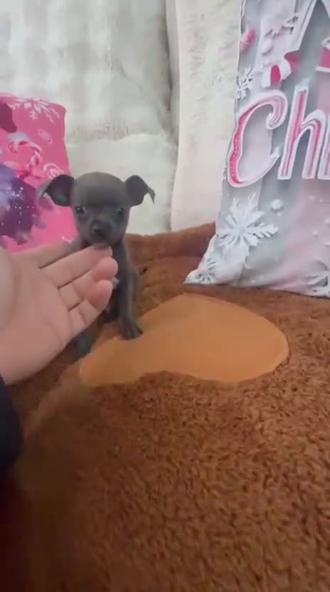 Chihuahua perros en venta: Chihuahua mini toy blue - Video 1