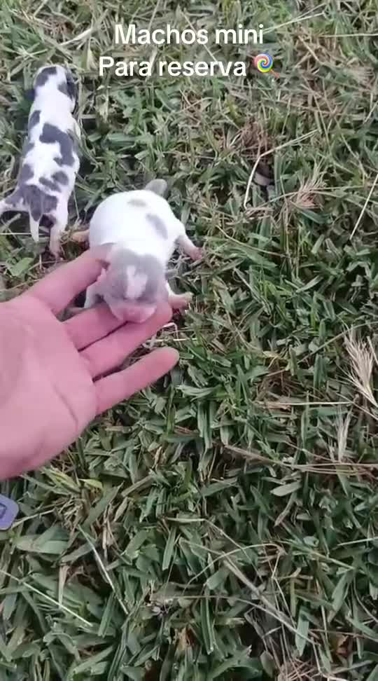Chihuahua perros en venta: Chihuhuas mini machos  - Video 1