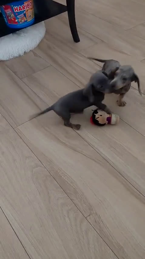 Teckel Miniatura perros en venta: Teckel kanichen varias camadas  - Video 1