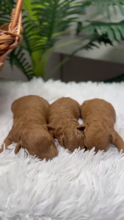 Caniche Toy perros en venta: CANICHE TOY MACHO - Video 1