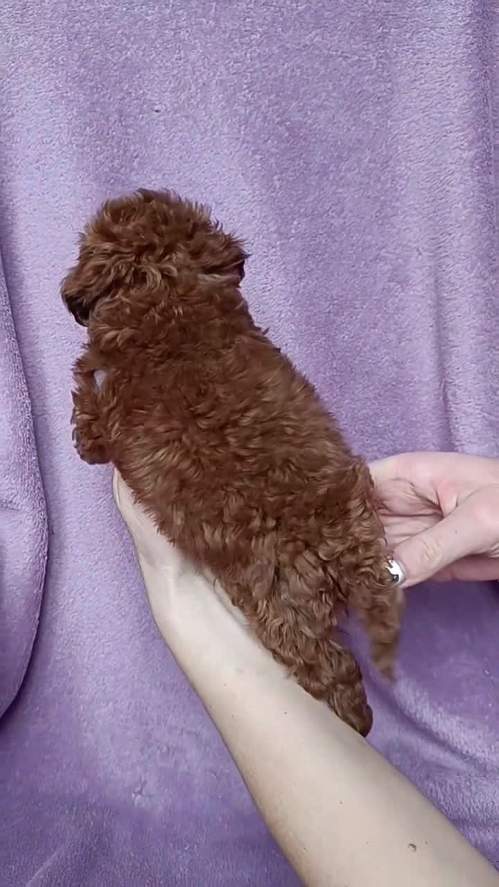 Caniche Toy perros en venta: caniche asiático toy  - Video 1