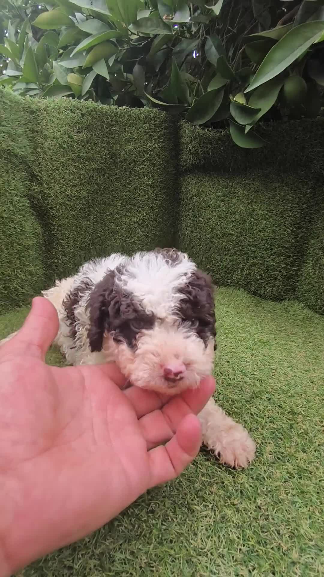 Perro de Agua Español perros en venta: preciosa camada perros agua  chocolates y blancos  - Video 2