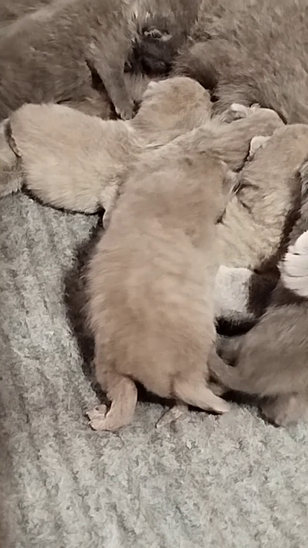 Británico de Pelo Corto Azul gatos en venta: British Shorthair azules y lilac - Video 1