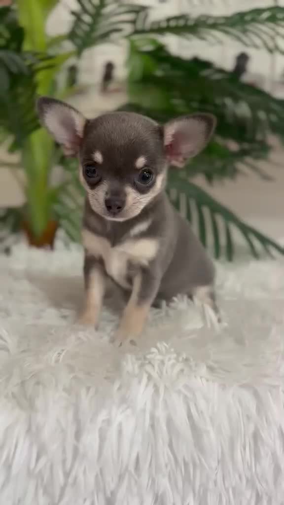Chihuahua perros en venta: CHIHUAHUA 🎀 - Video 1