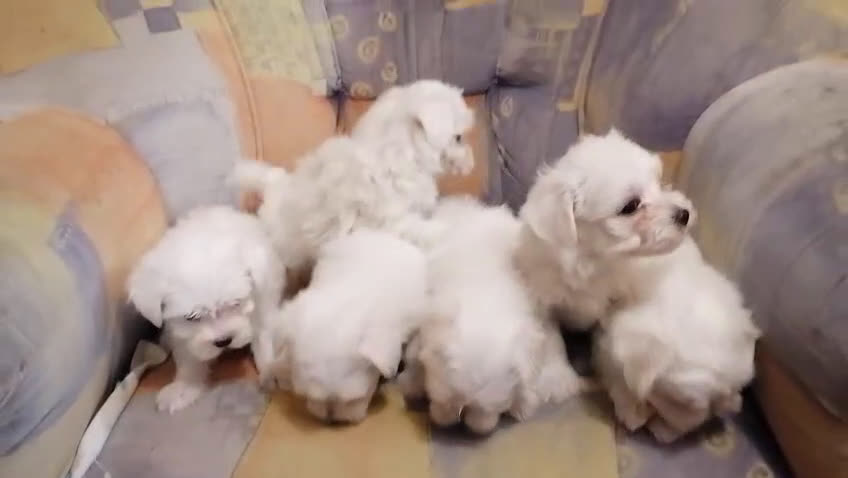 Bichón Maltés perros en venta: Cachorros de Bichón maltés  - Video 1