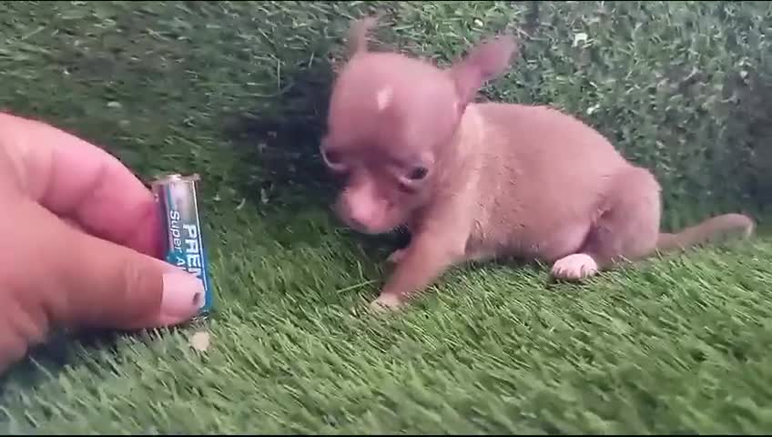 Chihuahua perros en venta: Chihuahuas micro toy máxima calidad - Video 2