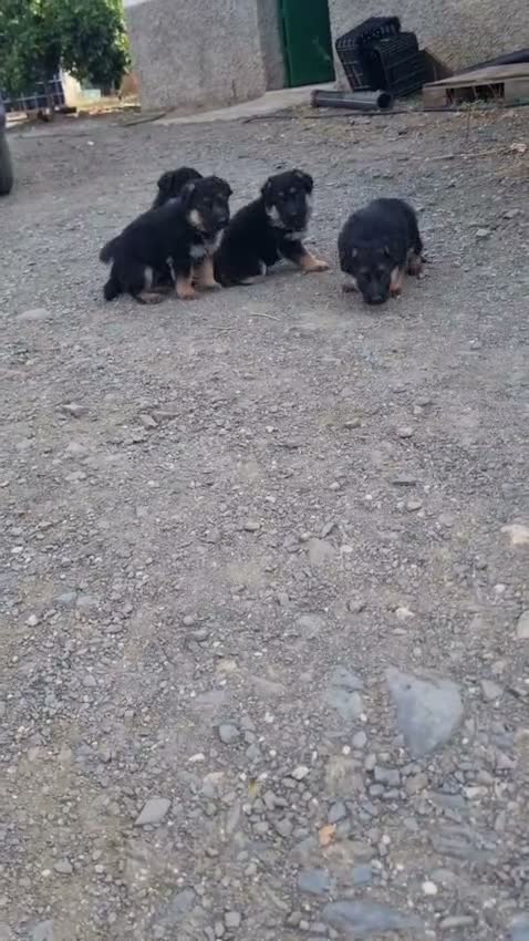 Labrador Retriever perros en venta: Preciosos Cachorros Labrador Retriever - Video 1