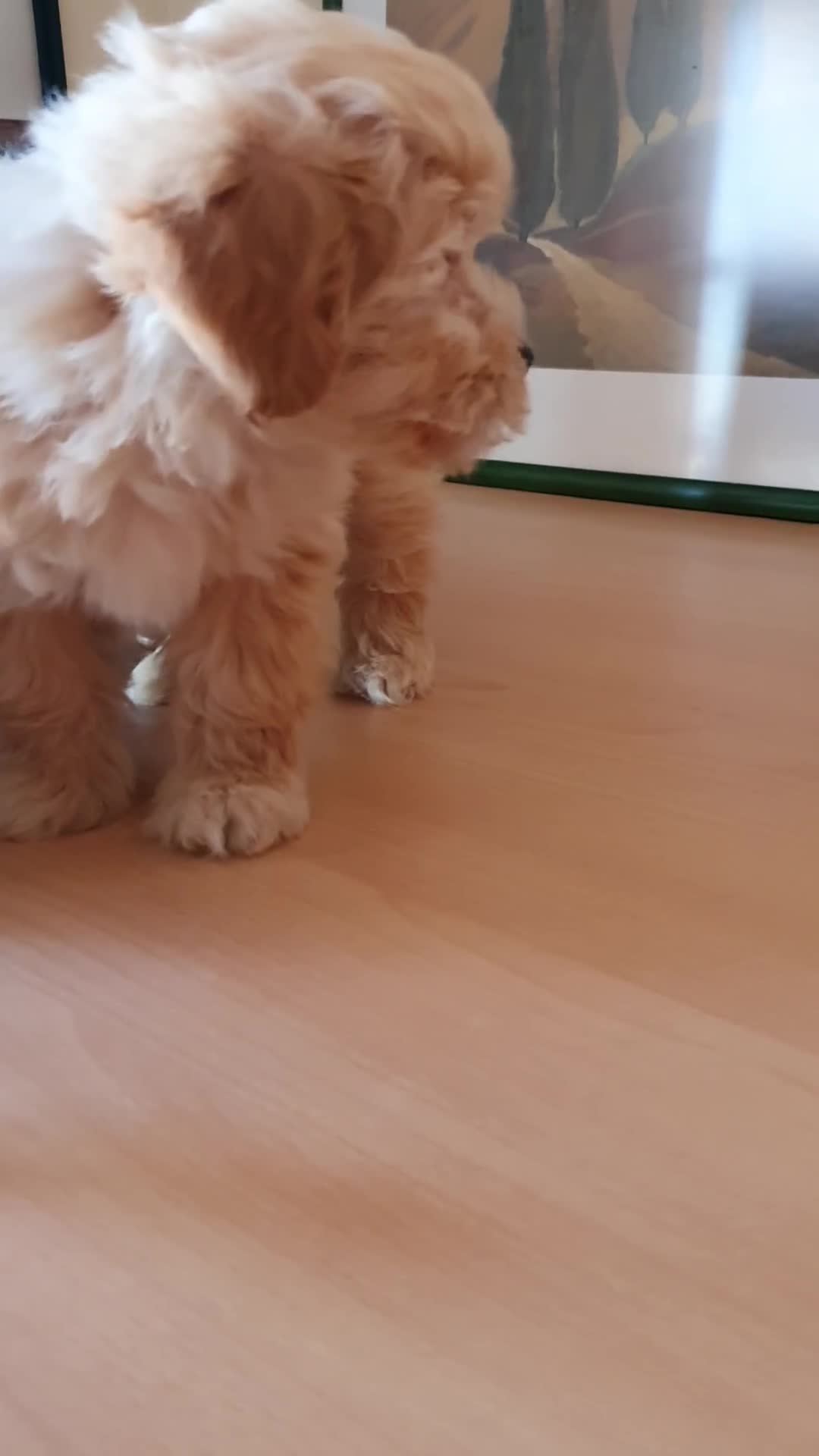Raza Mixta perros en venta: Maltipoo macho cachorro - Video 5
