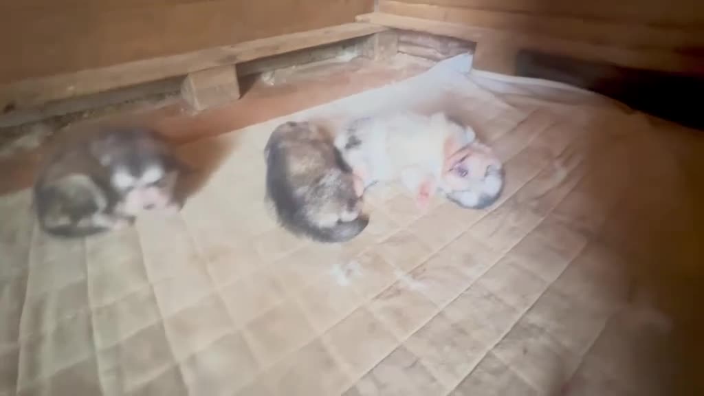 Alaskan Malamute perros en venta: Alaskan Malamute  - Video 1