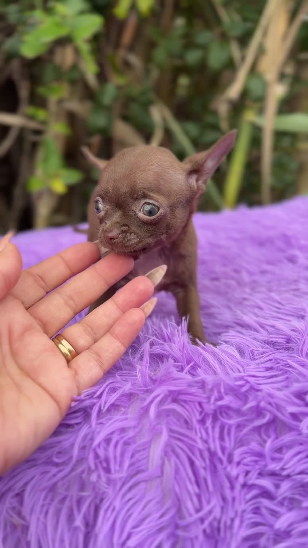 Chihuahua perros en venta: Chihuahua Chocolate - Video 1