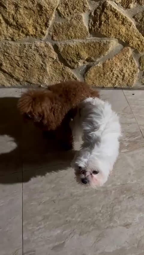 Maltipoo perros en venta: Maltipom( caniche asiático con maltésa coreana)o - Video 1