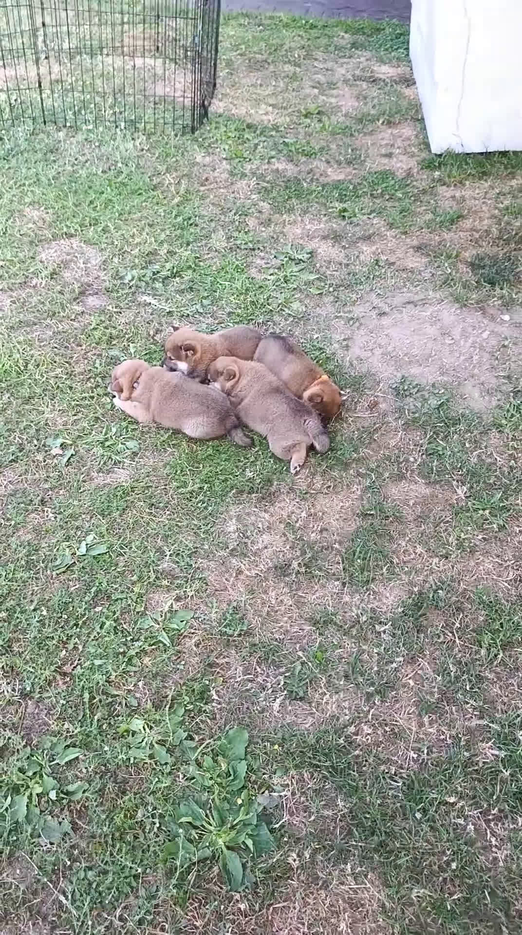 Shiba Inu perros en venta: Shiba Inu Galicia - Video 2