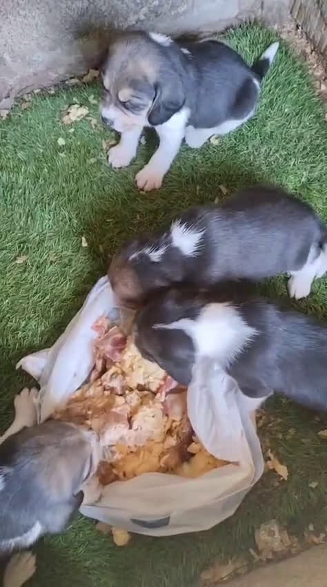 Beagle perros en venta: Beagle  - Video 1